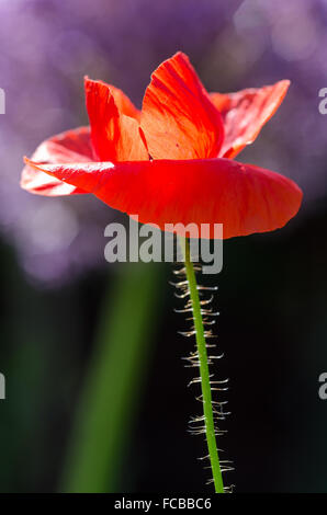 Red Poppy in hellem Sonnenlicht, backlight 1 Stockfoto
