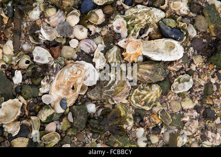 Niederlande, Ouwerkerk, Oosterschelde-Mündung. Austernbank bei Ebbe Stockfoto