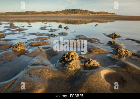 Niederlande, Retranchement, Natur Naturschutzgebiet Zwin an Belgien und den Niederlanden Küste. Ergebnis der Art von Sandwurm Stockfoto