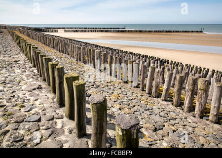 Niederlande, Breskens, Holzpfähle als Wellenbrecher zum Schutz gegen Wellen der Nordsee Stockfoto