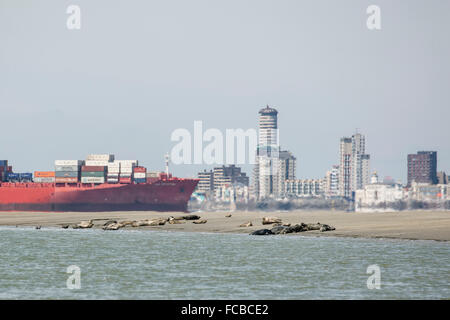 Niederlande, Breskens, Cargo, Containerschiff in Westerschelde Fluss. Stadt von Vlissingen. Vordergrund Dichtungen an den sandigen Wattenmeer Stockfoto