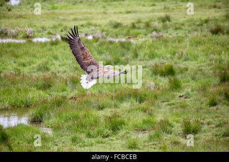 Niederlande, Nieuw Namen Naturschutzgebiet Verdronken Land van Saeftinghe genannt. Gezeiten-Sümpfe. Seeadler. Ausgebildet Stockfoto