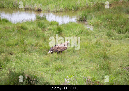 Niederlande, Nieuw Namen Naturschutzgebiet Verdronken Land van Saeftinghe genannt. Gezeiten-Sümpfe. Seeadler. Ausgebildet Stockfoto