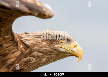 Niederlande, Nieuw Namen Naturschutzgebiet Verdronken Land van Saeftinghe genannt. Gezeiten-Sümpfe. Seeadler. Ausgebildet Stockfoto