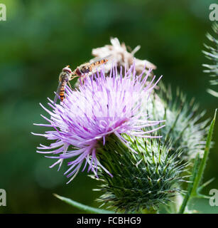 Schwebfliegen (Syrphidae Spp) auf Distel-Kopf (Cirsium Vulgare) Stockfoto