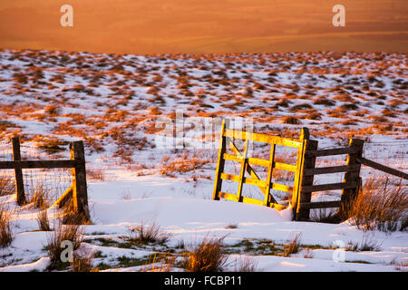 Ein goldenes Tor glühende im späten Abendlicht auf Hartside, North Pennines, Cumbria, UK. Stockfoto