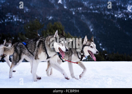 sportliche Hunde-Team läuft im Schnee Stockfoto