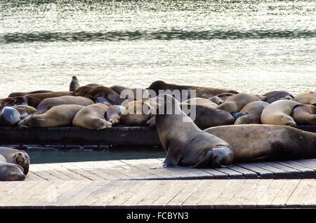 Junge süße Seelöwen, liegend auf einer hölzernen Plattform auf Pier 39 am Fishermans Wharf in San Francisco, Kalifornien, USA von A Stockfoto