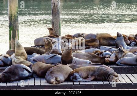 Junge süße Seelöwen, liegend auf einer hölzernen Plattform auf Pier 39 am Fishermans Wharf in San Francisco, Kalifornien, USA von A Stockfoto