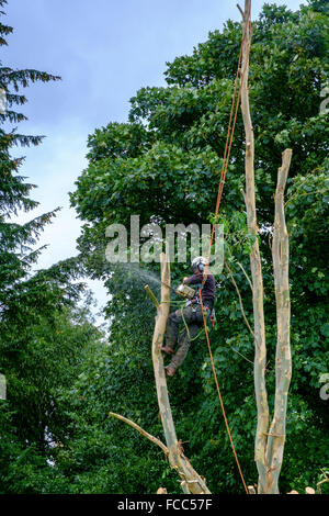 Baumpfleger Arbourist Baumpfleger schneiden, beschneiden Stockfoto