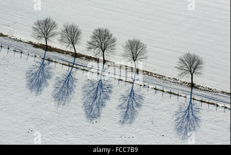 Luftbild, Allee in Altenbüren im Schnee in der Nähe von Hüttenstraße, gerade, Diagonale, geometrische Muster, Winter, Schnee, Stockfoto