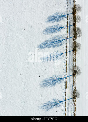Luftbild, Allee in Altenbüren im Schnee in der Nähe von Hüttenstraße, gerade, Diagonale, geometrische Muster, Winter, Schnee, Stockfoto