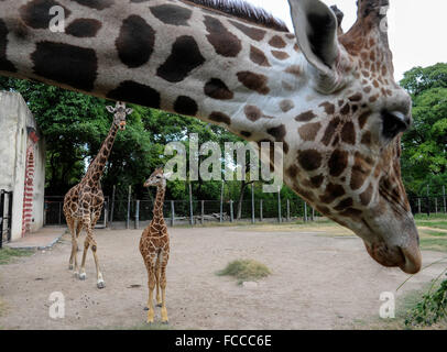 Buenos Aires, Argentinien. 21. Januar 2016. Die männlichen Giraffe Baby steht in einem Hof im Zoo von Buenos Aires in Buenos Aires, Argentinien, am 21. Januar 2016. Eines drei Monate alten männlichen Giraffe Baby wurde für die Öffentlichkeit am Donnerstag mit einem Gewicht von 62 kg und Körpergröße von 1,75 Meter vorgestellt, so dass die Kinder kommen können, ihn zu sehen und stimmen, wählen seinen Namen in den Ferien nach Angaben der örtlichen Presse. © Daniel Dabove/TELAM/Xinhua/Alamy Live-Nachrichten Stockfoto