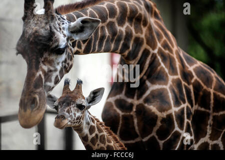 Buenos Aires, Argentinien. 21. Januar 2016. Die männlichen Giraffe Baby steht in einem Hof im Zoo von Buenos Aires in Buenos Aires, Argentinien, am 21. Januar 2016. Eines drei Monate alten männlichen Giraffe Baby wurde für die Öffentlichkeit am Donnerstag mit einem Gewicht von 62 kg und Körpergröße von 1,75 Meter vorgestellt, so dass die Kinder kommen können, ihn zu sehen und stimmen, wählen seinen Namen in den Ferien nach Angaben der örtlichen Presse. © Daniel Dabove/TELAM/Xinhua/Alamy Live-Nachrichten Stockfoto