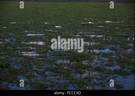 Buenos Aires, Buenos Aires, Argentinien. 21. Januar 2016. Puerto Madero Nachbarschaft, fallenden Wasserhyazinthen (Eichhornia Crassipes), zeigt ein ganz anderes Aussehen. Die Invasion dieser Wasser-Pflanzen ist Folge der schweren Überschwemmungen in den nördlichen Provinzen und hat auch einen Alarm erhöht, da die Flut Tiere und Insekten, unter ihnen giftige Schlangen, Spinnen und Skorpione gebracht hat. Bildnachweis: Patricio Murphy/ZUMA Draht/Alamy Live-Nachrichten Stockfoto