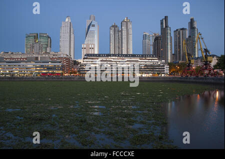 Buenos Aires, Buenos Aires, Argentinien. 21. Januar 2016. Puerto Madero Nachbarschaft, fallenden Wasserhyazinthen (Eichhornia Crassipes), zeigt ein ganz anderes Aussehen. Die Invasion dieser Wasser-Pflanzen ist Folge der schweren Überschwemmungen in den nördlichen Provinzen und hat auch einen Alarm erhöht, da die Flut Tiere und Insekten, unter ihnen giftige Schlangen, Spinnen und Skorpione gebracht hat. Bildnachweis: Patricio Murphy/ZUMA Draht/Alamy Live-Nachrichten Stockfoto