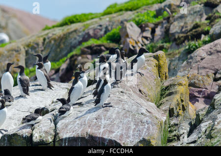 Tordalken in Brutkolonie, ruht auf einem Felsen Stockfoto