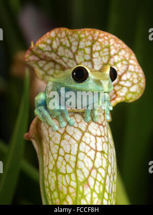 Kastanienbraun Eyed Laubfrosch auf weiße Schlauchpflanze Stockfoto