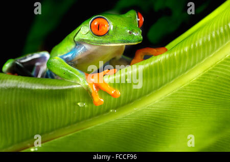 Red Eyed Laubfrosch Klettern Blatt Stockfoto