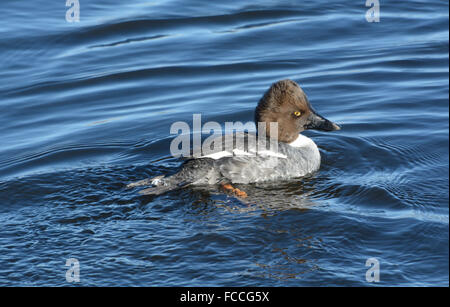 Weibliche gemeinsame Goldeneye Ente Schwimmen im See Stockfoto