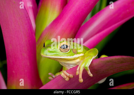 Riesige Laubfrosch auf rosa Bromelie Stockfoto