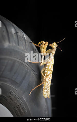 Gottesanbeterin (Mantis Religiosa) Stockfoto