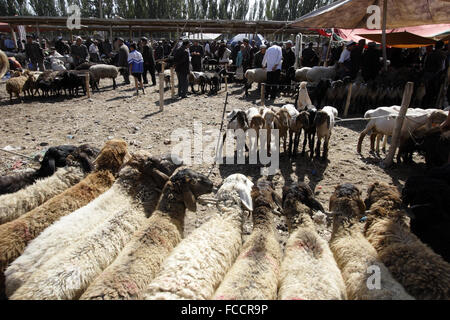 Viehhandel in Sonntagsmarkt in Kashgr, Provinz Xinjiang, Volksrepublik China Stockfoto