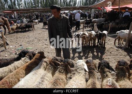 Viehhandel in Sonntagsmarkt in Kashgr, Provinz Xinjiang, Volksrepublik China Stockfoto