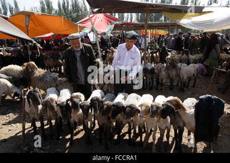 Viehhandel in Sonntagsmarkt in Kashgr, Provinz Xinjiang, Volksrepublik China Stockfoto