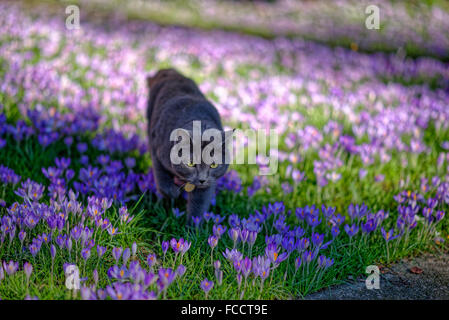 Katze in die Krokusse Stockfoto
