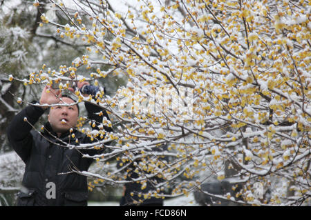 Yangzhou, China Jiangsu Provinz. 21. Januar 2016. Ein Mann nimmt Fotos von Schnee bedeckten Wintersweets in Yangzhou Stadt, Ost-China Jiangsu Provinz, 21. Januar 2016. © Zhang Bingtao/Xinhua/Alamy Live-Nachrichten Stockfoto