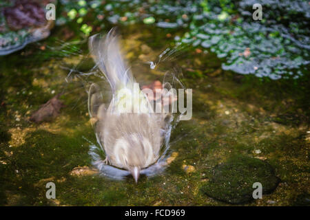 Weibliche Buchfink Baden im englischen Garten stream Stockfoto