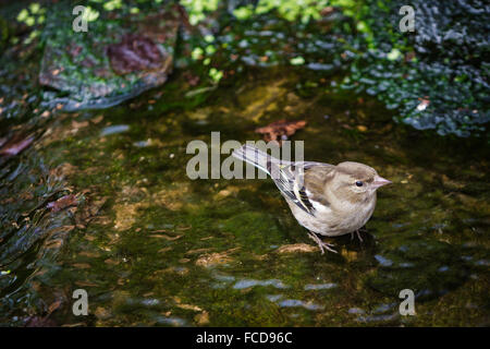 Weibliche Buchfink Baden im englischen Garten stream Stockfoto
