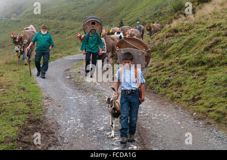 Alpine Transhumanz: Bauern fahren Vieh von den Almen ins Tal am Ende des Sommers. Hasliberg, Schweiz. Stockfoto