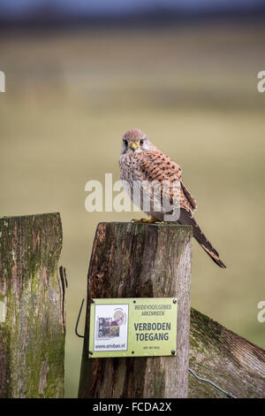 Niederlande, Nijkerk, Arkemheen Polder, Turmfalken (Falco Tinnunculus) Stockfoto