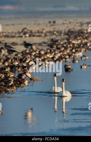 Niederlande, Nijkerk, Arkemheen Polder. Paar Höckerschwäne zwischen Wasservögel Stockfoto