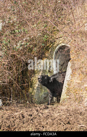 Wageningen, Niederlande, Natur reservieren De Blauwe Kamer. Galloway Rinder in der Nähe von ehemaligen Stein Fabrik Stockfoto