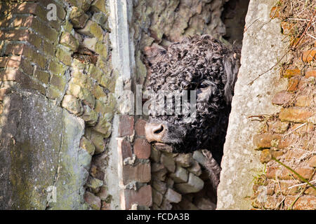 Wageningen, Niederlande, Natur reservieren De Blauwe Kamer. Galloway Rinder in der Nähe von ehemaligen Stein Fabrik Stockfoto