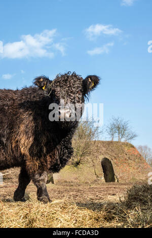 Wageningen, Niederlande, Natur reservieren De Blauwe Kamer. Galloway Rinder in der Nähe von ehemaligen Stein Fabrik Stockfoto