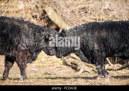 Wageningen, Niederlande, Natur reservieren De Blauwe Kamer. Galloway Rinder Stein Fabrik. Zwei junge Männer üben kämpfen Stockfoto