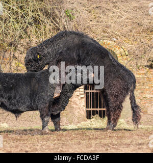 Wageningen, Niederlande, Natur reservieren De Blauwe Kamer. Galloway Rinder Stein Fabrik. Zwei junge Männer üben kämpfen Stockfoto