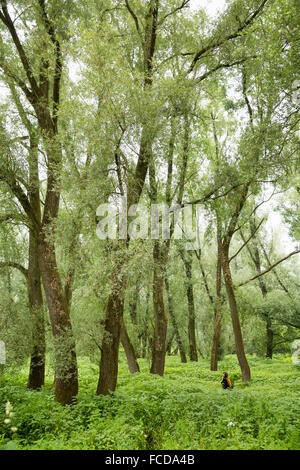 Niederlande, Kekerdom. Naturschutzgebiet Gelderse Poort. Millingerwaard nahe Fluss Waal. Sumpf Wald. Wanderer. Stockfoto