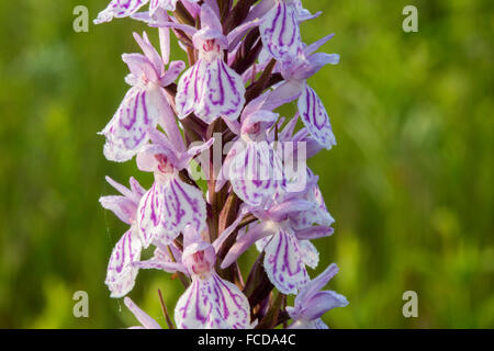 Niederlande, Groesbeek, Natur behalten genannt Bruuk. Heide gesichtet, Orchidee oder Moor entdeckt Orchidee (Dactylorhiza Maculata) Stockfoto