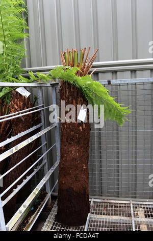 Cyathea Cooperi oder bekannt als australischer Baumfarn, lacy Baumfarn, schuppige Baumfarn oder Coopers Baumfarn Stockfoto