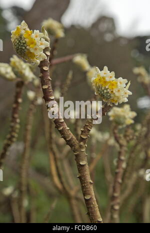 Immergrüne Paperbush, Edgeworthia Gardneri in Blüte, vom Himalaya. Stockfoto