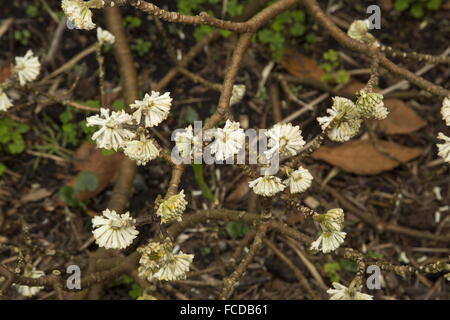 Immergrüne Paperbush, Edgeworthia Gardneri in Blüte, vom Himalaya. Stockfoto