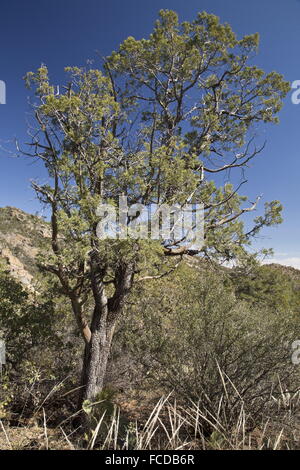 Alligator-Wacholder, Juniperus Deppeana im Chisos Berge, Big Bend Nationalpark, Texas. Stockfoto