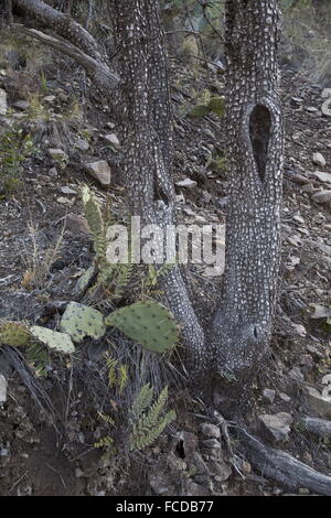 Rinde der Alligator-Wacholder, Juniperus Deppeana im Chisos Berge, Big Bend Nationalpark, Texas. Stockfoto