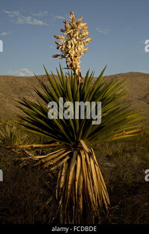 Spanischer Dolch oder Torrey Yucca, Yucca Faxoniana in Blüte; auf Dolch Wohnungen, Big Bend Nationalpark, Texas Stockfoto