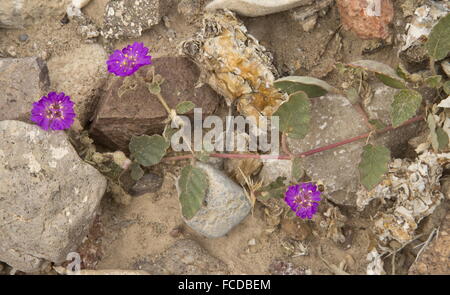 Nachgestellte 04:00, Allionia Wurzelsud in Blüte, Big Bend, Texas. Stockfoto